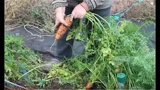 НИКОГО НЕ СЛУШАЙТЕ! СМЕЛО СЕЙТЕ ТАК МОРКОВЬ! ПРО ЛУЧШИЙ СОРТ СВЕКЛЫ. 15.10.19