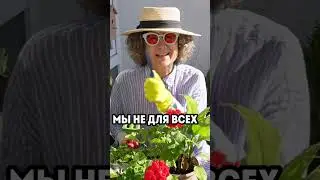 Поливают г