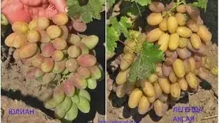 Grapes in the Poltava region. Part 1