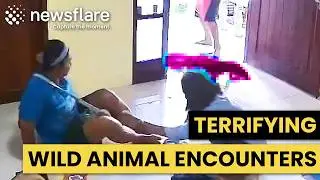 Terrifying & Unexpected Wild Animal Encounters