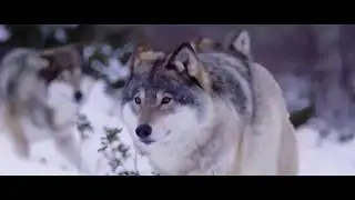 про волка!МЕСТЬ ВОЛЧИЦЫ! Случай в тайге