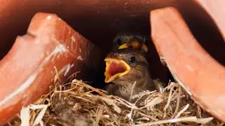 House sparrows feeding chicks
