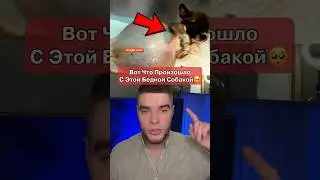 Живот Собаки Раздулся До Огромных Размеров😱