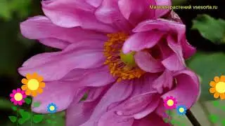 Анемона японская Роткаппчен. Краткий обзор, описание характеристик anemone japonica Rotkappchen