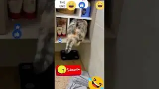 cat fails Funny Video 