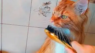 Мейн кун Степа и кот Тихон. Нельзя коту быть не расчёсанным