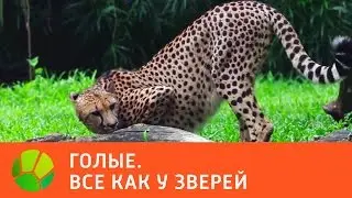 Голые. Все как у зверей | Живая Планета