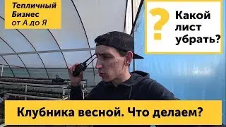 Клубника в теплицах - начало сезона. Обзор и работы весной на тепличной клубнике.