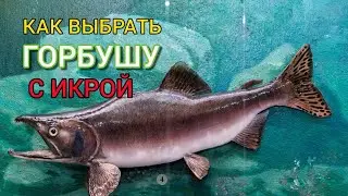 КАК ВЫБРАТЬ ГОРБУШУ С ИКРОЙ (САМКУ), И ЧЕМ ОНА ПОЛЕЗНА.