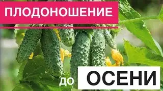 Как продлить плодоношение огурцов? Огурцы до поздней осени!!!