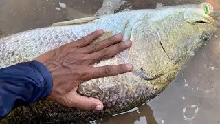 Cuba kalau terlepas ikan besar seperti ini🤣🤣