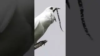 The White Bellbird – The Loudest Bird in the World #educational #animals #birds