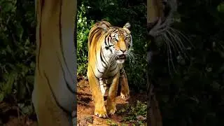 The Royal Bengal Tiger - magnificent footage #safarilife #bengaltiger #tiger #wildlife