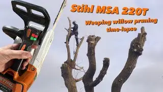 Stihl MSA220T weeping willow pruning time-lapse