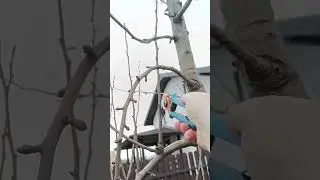 🌳ОБРЕЗКА ГРУШИ ВЕСНОЙ🍐 #обрезка #сад #груша