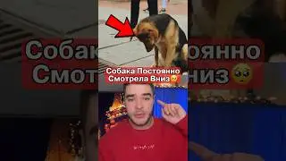 Это НЕВОЗМОЖНО Овчарка Спасла КОТЯТ🥺