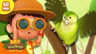 Can you spot the RARE Birds?! 🔭🦜 | Active Birds | Leo the Wildlife Ranger | Kids Cartoon