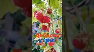 Доброго осеннего утра, желаю вам я и группа 