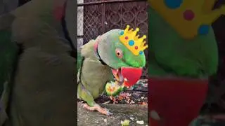 CUTE 🥰🥺FUNNY 😂🤣 TALKING PARROT Cute 🥰🐣🐈🐥#ytshorts #shorts #youtubeshorts #parrot #mittoo #india