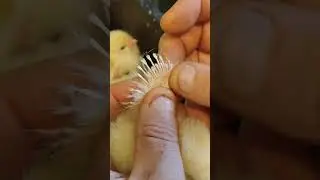 Птицеводство #2; 