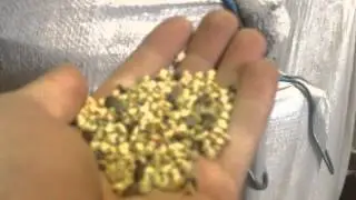 Шелушение и осмотр зелёной гречки, высыпающейся из 