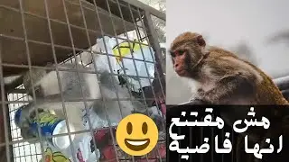 Funny Monkey needs more juice 😅 -  نسناس مضحك مش مقتنع ان العصير خلص