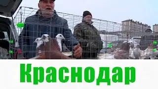 Птичий рынок. Краснодар. [03.03.2024]