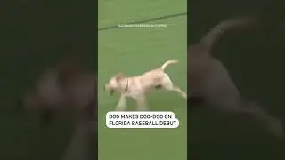 Dog makes doo-doo on Florida baseball debut