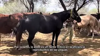 RANCHOLAROSA. REPRODUCCIÓN EQUINA