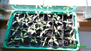 Semis graines de Tomates ( 30 jours après )