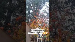 В Сочи зимой деревья усыпаны хурмой. Фрукты в Сочи 