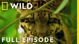 Indias Wild Leopard (Full Episode) | Nat Geo Wild