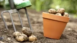 Harvesting Potatoes | At Home With P. Allen Smith