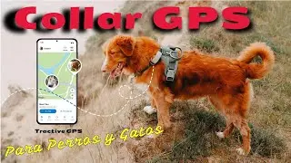 Collar GPS para Perros y Gatos Tractive | Localizador GPS en tiempo real.