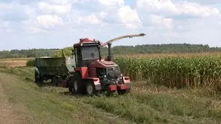 В регионе продолжается уборка кукурузы на силос