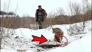 The she-wolf fell into a trap. The hunter, seeing who was lying under her, rushed for help