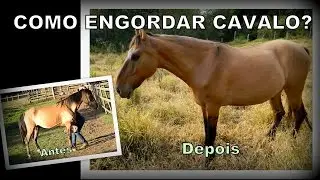 Engordar cavalo sem gastar muito