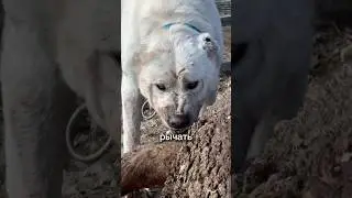 Лучшие собаки для охраны 