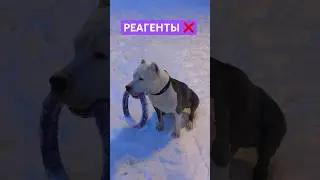 РЕАГЕНТЫ и собаки #amstaff #амстафф #dog #тренд #шортс #семья #собака #тренировка #качалка #город