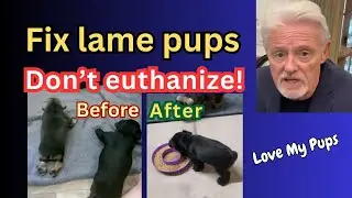 Paralyzed puppies miracle fix