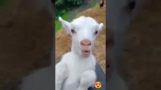 New Born and mom goat sound 💓❤️ 