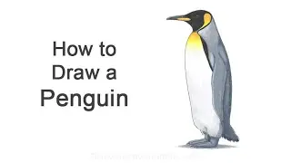 How to Draw a Penguin (King Penguin)