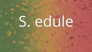 S. edule