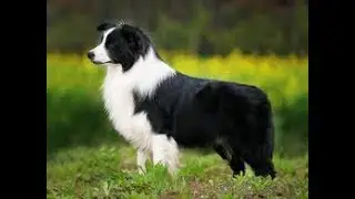 TOP 10 RAÇAS DE CACHORROS MAIS INTELIGENTES DO MUNDO