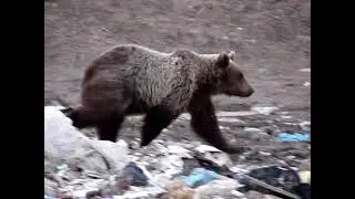 🐻🌲 пгт. Андра. Медведи 🐻🌲