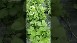 Рассада НСД сортовклубники *Валиант,Ксанте,Аудже,Анаис* тел.89038367533