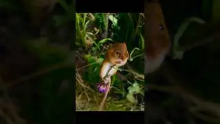 🐭This mouse escapes Owl with a incredible Way‼️🦉