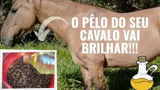 ÓLEO DE COZINHA NA ALIMENTAÇÃO DO CAVALO: COMO ASSIM?