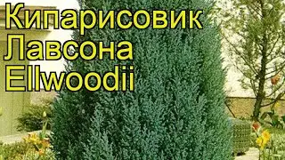 Кипарисовик лавсона Элвуди. Краткий обзор, описание характеристик chamaecyparis lawsoniana Ellwoodii