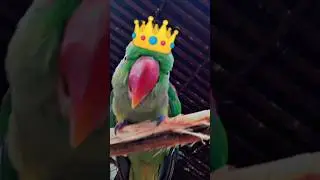 FUNNY 😂🤣 TALKING PARROT Cute 🥰🐣🐈🐥#ytshorts #shorts #youtubeshorts #parrot #mittoo #india